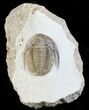 Cornuproetus Trilobite - Beautiful Specimen #58729-4
